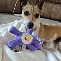 adopt a pet