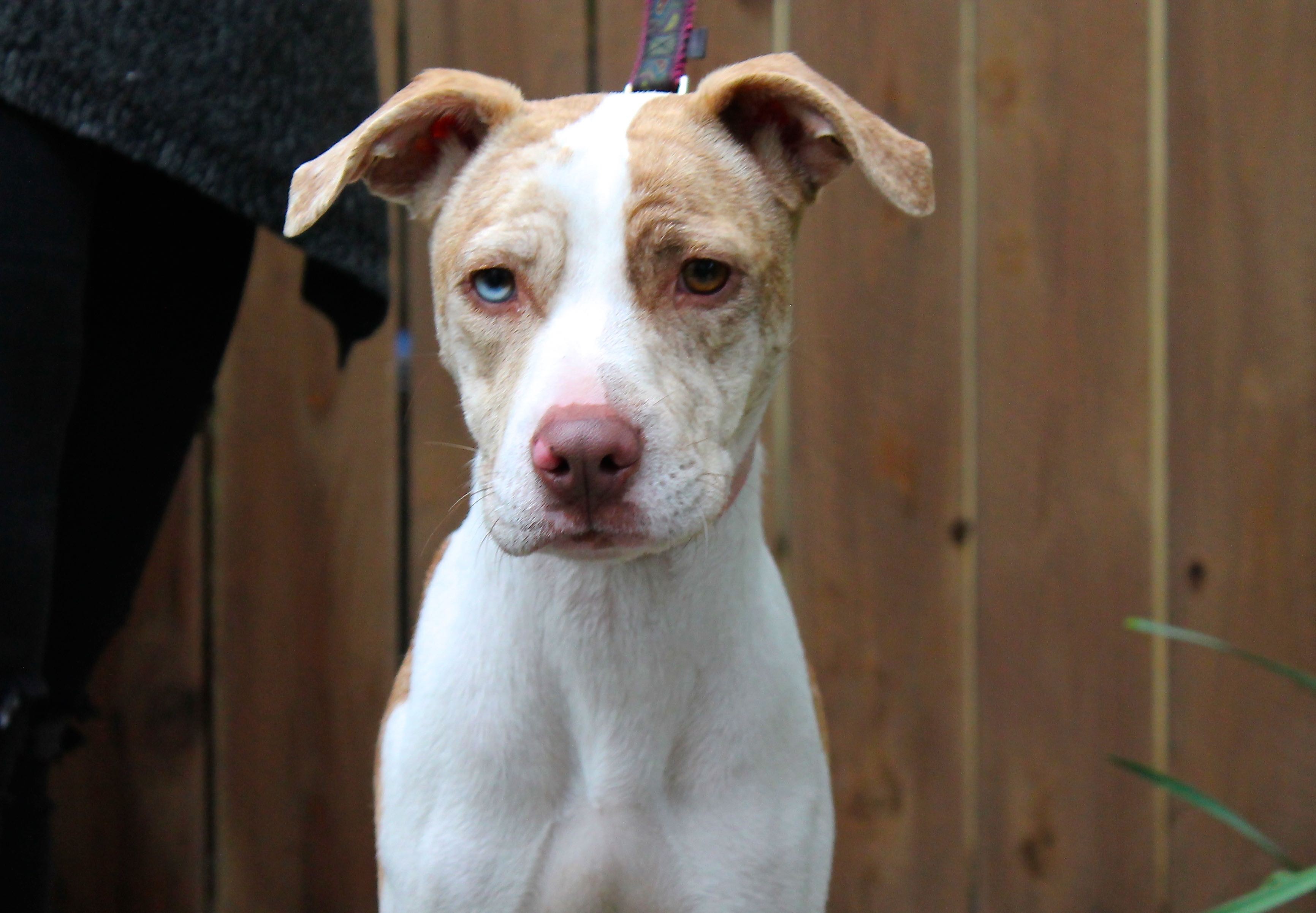 baby catahoula leopard dog