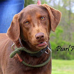 Thumbnail photo of Pearl Hart ~ adopted! #2