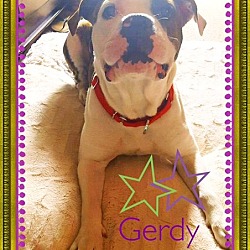 Photo of GERDY