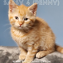 Thumbnail photo of Sassy 4 (Penny) #1