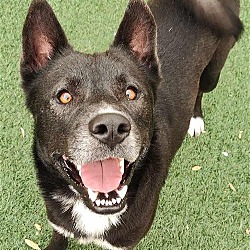 Photo of Gordo- $75 Adoption Fee Diamond Dog