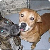 Adopted Pets At Western Arizona Humane Society Lake Havasu City In Lake Havasu City Arizona