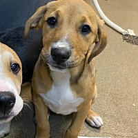 adopt a pet