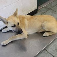 adopt a pet