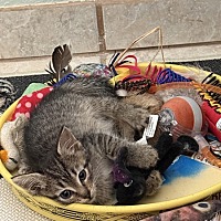 adopt a pet