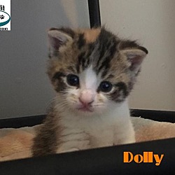 Thumbnail photo of Dolly - Adopted May 2017 #2