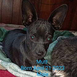 Photo of Mutt