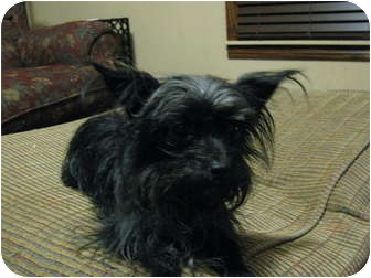 Bedminster Nj Affenpinscher Meet Zoe A Pet For Adoption