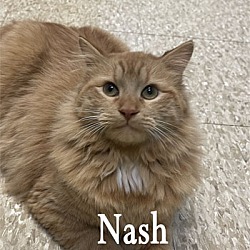 Photo of Nash