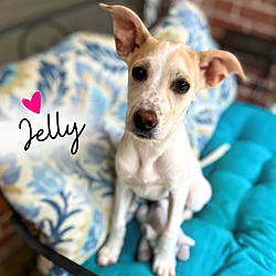 Photo of Jelly