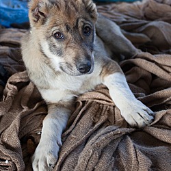 Thumbnail photo of Stella - Iran Pup #1