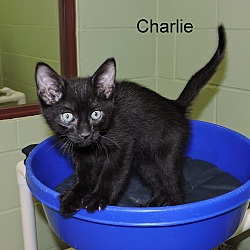 Thumbnail photo of Charlie #4