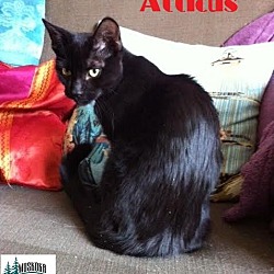 Thumbnail photo of Atticus - Lap kitty! #1