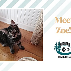 Thumbnail photo of Zoe - Part of a Bonded Pair #1
