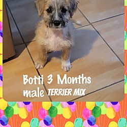 Photo of BOTTI– 3 MONTHS MALE TERRIER