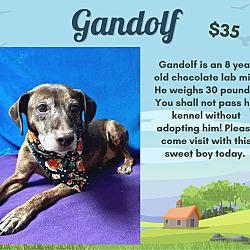 Photo of Gandolf
