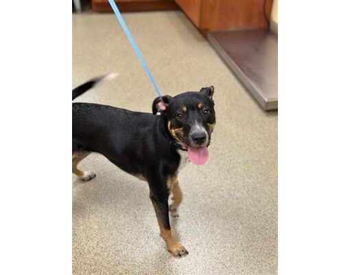 Fort Myers, FL - Australian Kelpie. Meet IMOGEN a Pet for Adoption ...