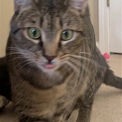 Photo of Miss LILY  - GRAY Tabby KITTY GIRL