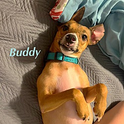 Thumbnail photo of BUDDY #2