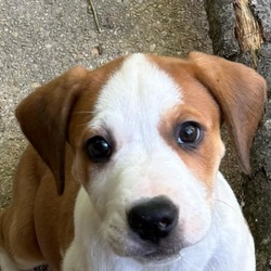 Thumbnail photo of Ginger Pup: Scarlett #3