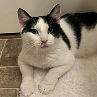 adopt-pet