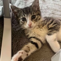 adopt-pet