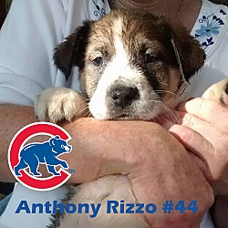 Thumbnail photo of Anthony Rizzo- ADOPTION PEND! #1