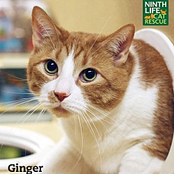 Thumbnail photo of Ginger #3