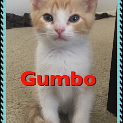 Thumbnail photo of Gumbo #1
