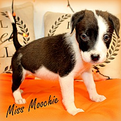 Thumbnail photo of Miss Moochie~adopted! #1