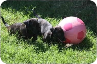 dachshund puppies dfw