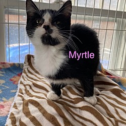 Photo of Myrtle