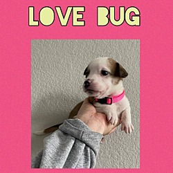 Thumbnail photo of LOVE BUG #1