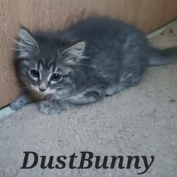 Thumbnail photo of DustBunny #3