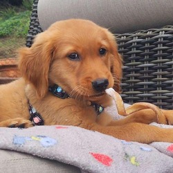 Thumbnail photo of Barley - smart and cuddly golden boy #3