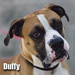 Thumbnail photo of Duffy #1