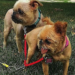 Thumbnail photo of OLIVIA & BOB - Adopted #4