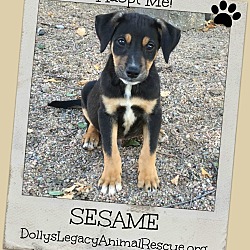 Thumbnail photo of SESAME #1
