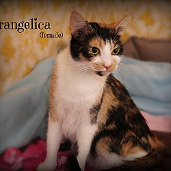 Thumbnail photo of Frangelica #1