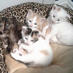 Thumbnail photo of Kittens-Cuties #1