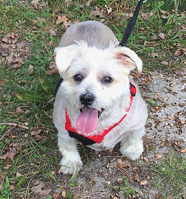 Oak Ridge, NJ - Westie, West Highland White Terrier/Cairn Terrier. Meet ...