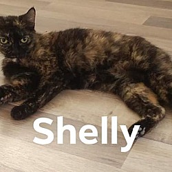Thumbnail photo of Shelly #2