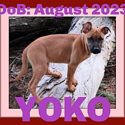 Photo of YOKO