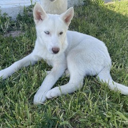 Photo of Aspen- *Available 4/20* Chino Hills Location