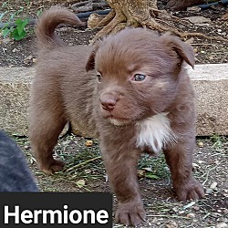 Thumbnail photo of Hermione #1