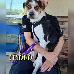 Photo of Moro