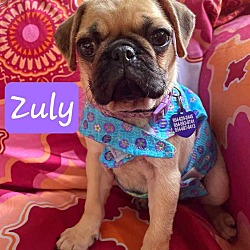 Photo of Zuly
