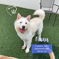 adopt-pet