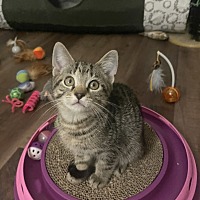 adopt a pet